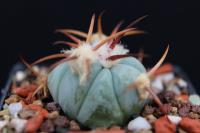 Echinocactus horizonthalonius VZD 916